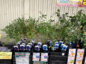 家で大量収穫しよう💪