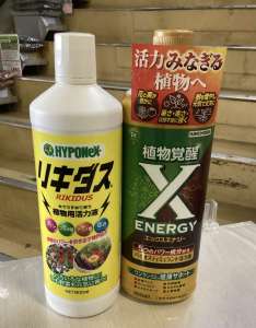 玉ねぎ苗のご予約承ります。