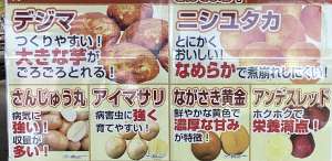 バレイショ販売中です。