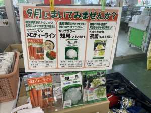 おすすめの秋まきタネ‼️