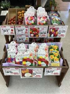 チューリップの球根入荷しました🌷