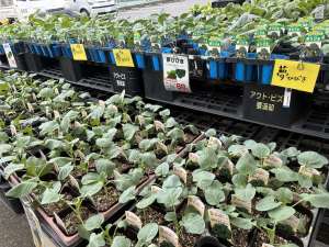 野菜苗たくさん入荷してます😀