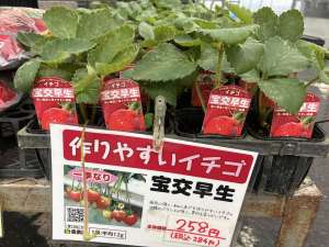 いちご苗の入荷が始まりました！