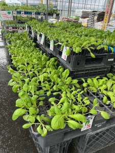 野菜苗入荷しています。