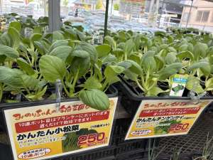 家庭菜園にぴったり🌱10連ポット苗が入荷しました！