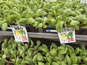 黄芯白菜の苗が入荷しました！