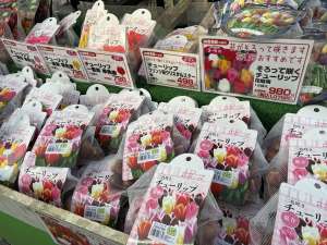 チューリップ球根が入荷しました🌷