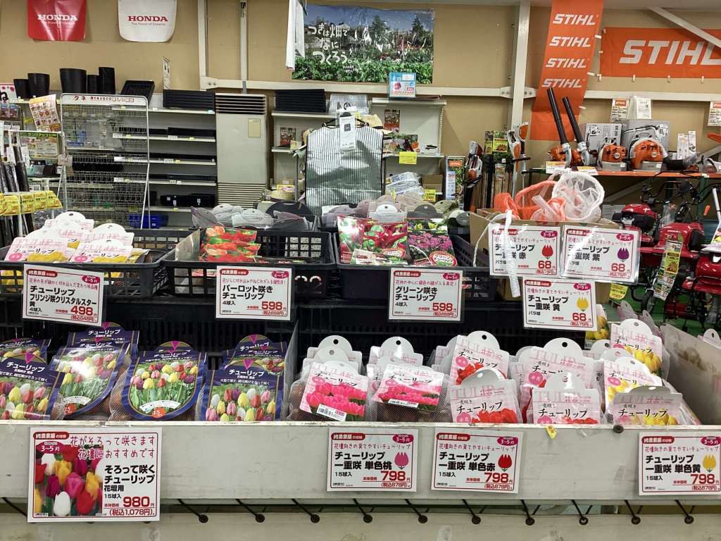 チューリップの球根が販売開始致しました！🌷