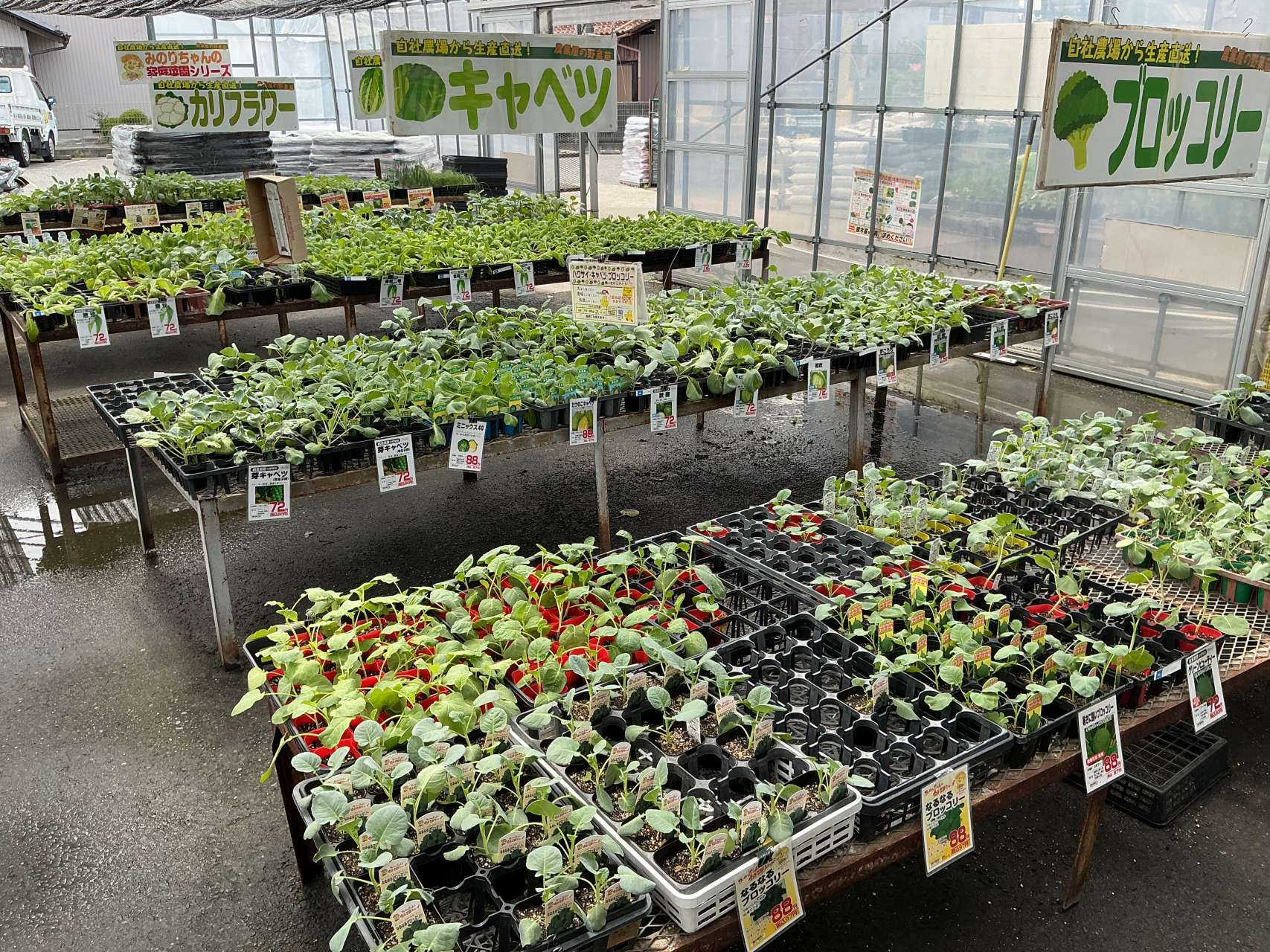 🥬秋野菜苗・ぞくぞく入荷中！🥦