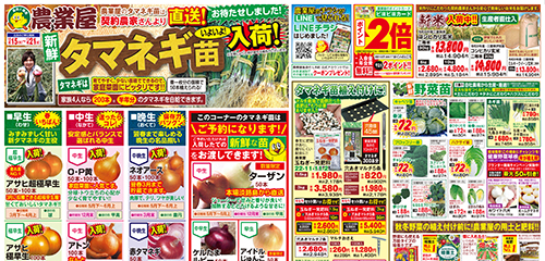 タマネギ苗入荷！タマネギ関連用品、野菜苗、用土・肥料など