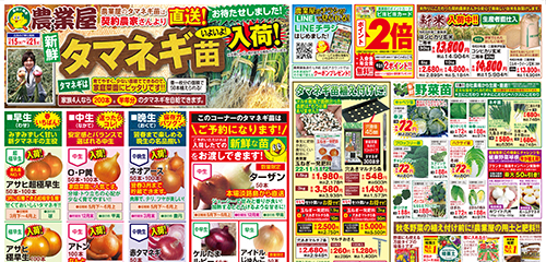 タマネギ苗入荷！タマネギ関連用品、野菜苗、用土・肥料など