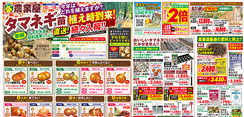 タマネギ苗植え時到来！新鮮タマネギ苗契約農家さんより直送！続々入荷！