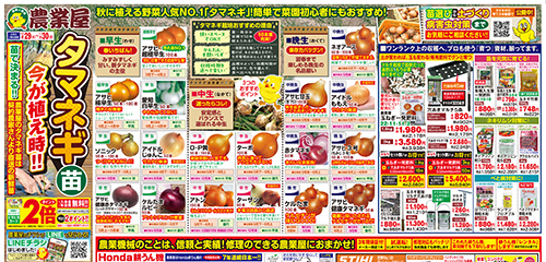 タマネギ苗今が植え時！！タマネギ資材、耕うん機、STIHLなど