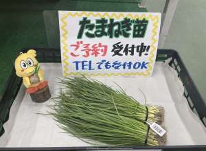 玉ねぎ苗続々入荷！