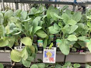 いろんな野菜苗が販売中です