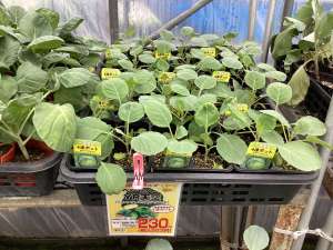 キャベツ苗　入荷中です