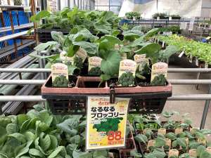 ブロッコリー苗　好評販売中