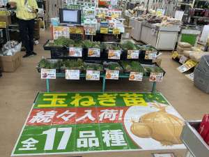 玉ねぎ苗続々入荷中！！