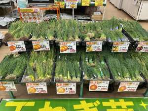 玉ねぎ苗続々入荷中！！