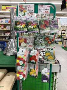 可愛いお花の球根を入荷しました❣️