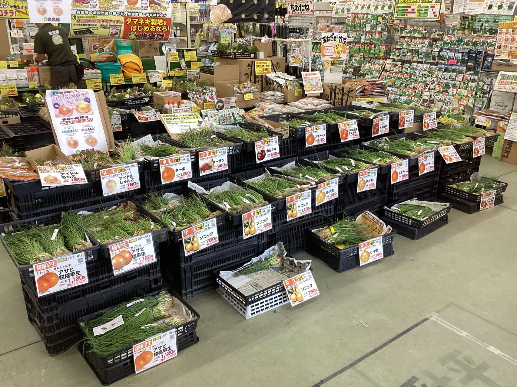 玉ねぎ苗の植え付けシーズンです！