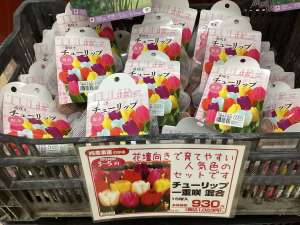 今年も球根入荷しております！！