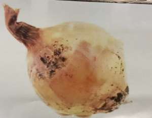 植え付け前にフロンサイド粉剤を土に混ぜて、タマネギの黒腐菌核病を予防しよう！