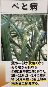 タマネギのベト病に使える農薬を紹介！