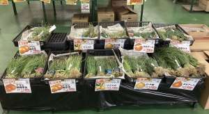 タマネギ苗の植える時期が来ました！🧅