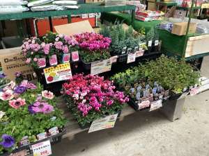 今週入荷した花苗等をご紹介