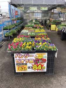 パンジー・ビオラが入荷しました‼️