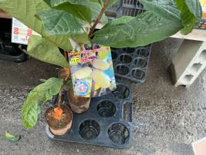 落葉果樹入荷中です！