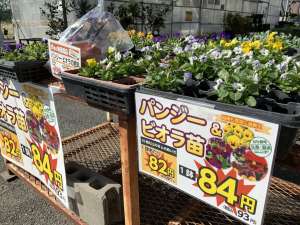 パンジー・ビオラ苗が入荷しています‼️