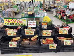 秋植えバレイショ値引き販売中です♪