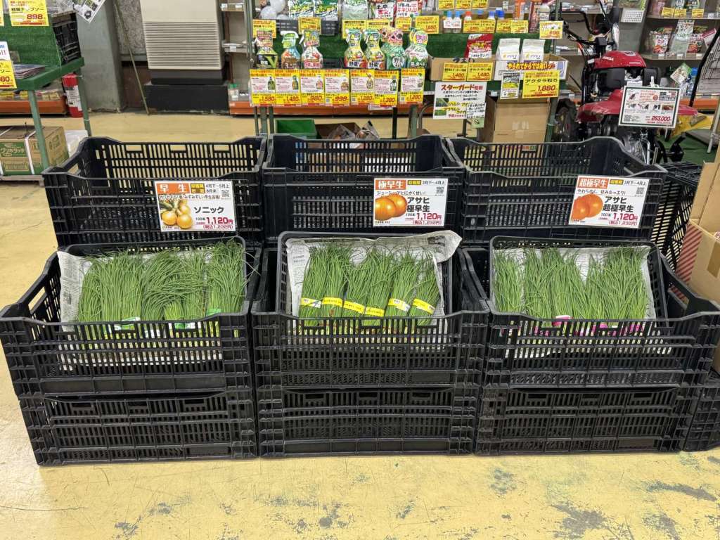 玉ねぎ苗が入荷しました🧅