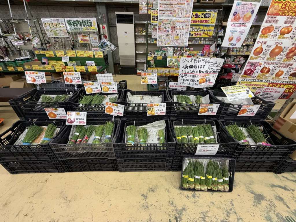 玉ねぎ苗販売中