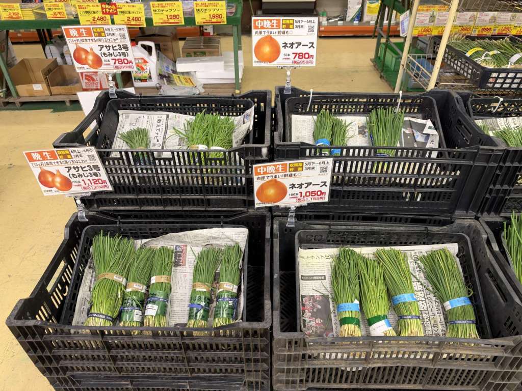 早生・中生・晩生　玉ねぎ苗入荷しました。