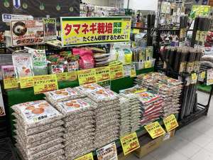 タマネギ苗入荷しました‼️