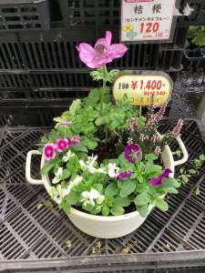 🌼可愛いお花苗🌼を入荷しました‼️寄せ植え教室参加者募集‼️