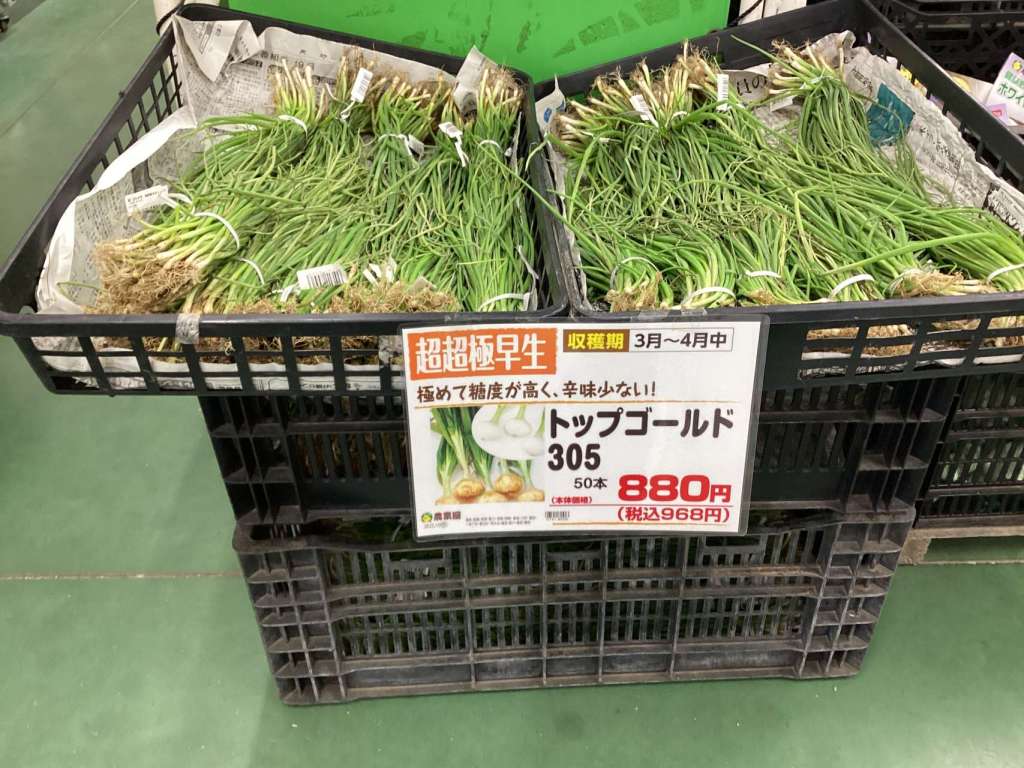 玉葱苗入荷しました！